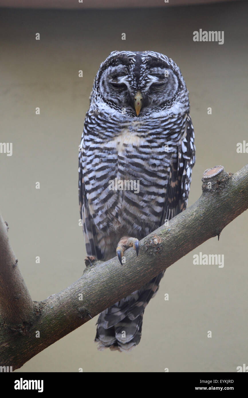 Chaco owl, Stock Photo