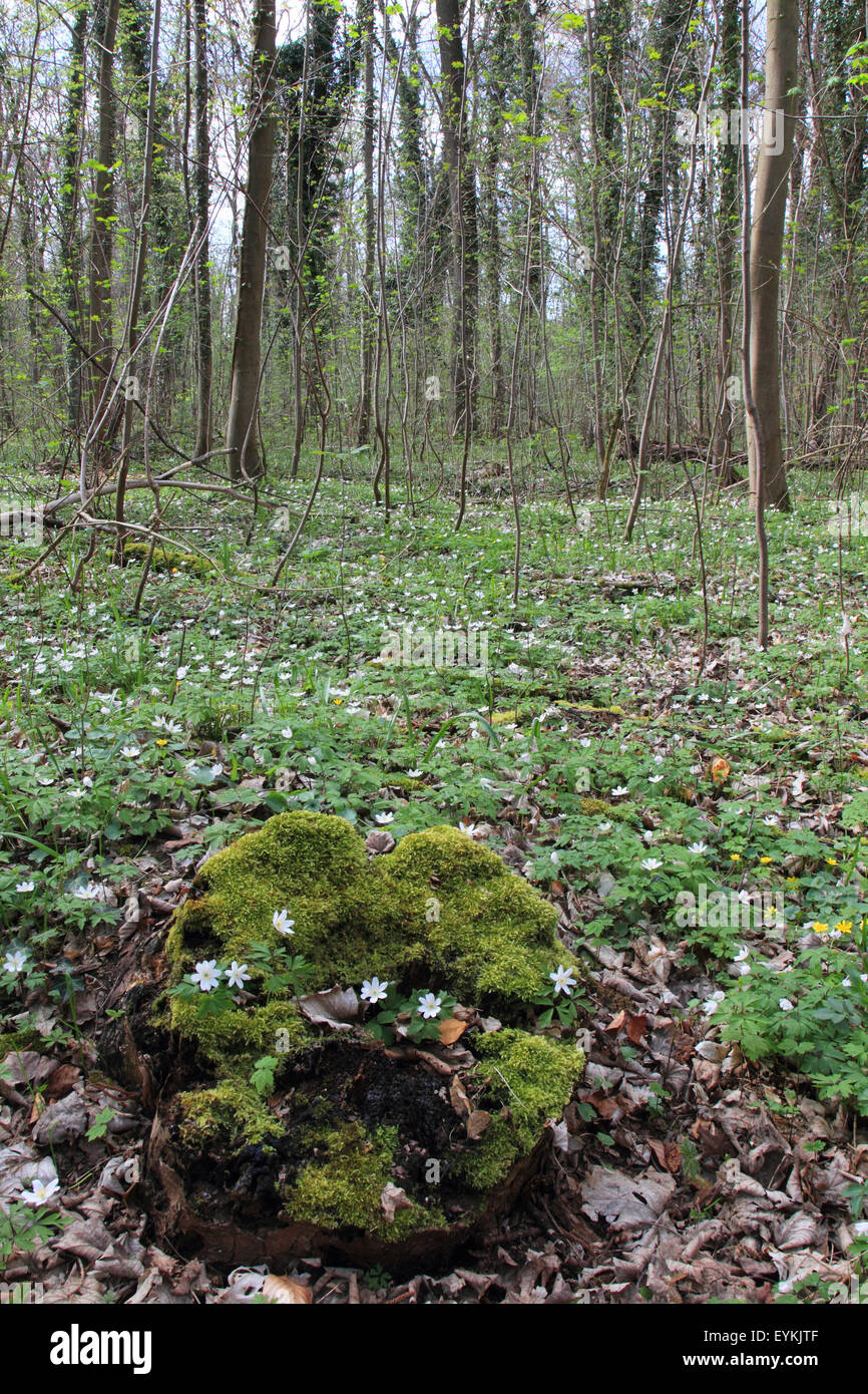 Spring Riparian Riparian forest in spring with flowering wood anemones Stock Photo - Alamy