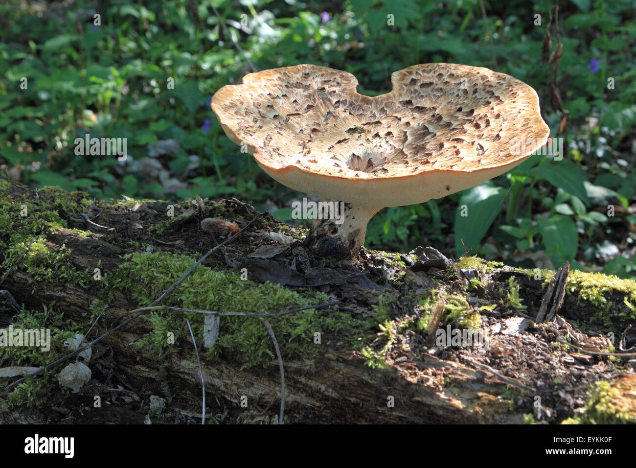 Scaly Porling, Stock Photo