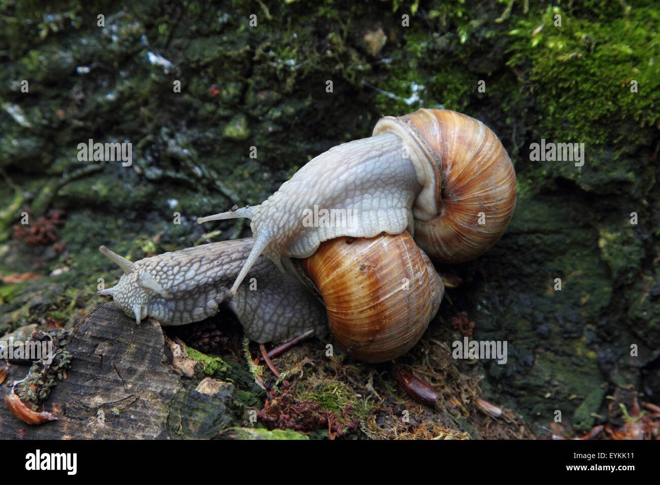 Snails mating hi-res stock photography and images - Alamy