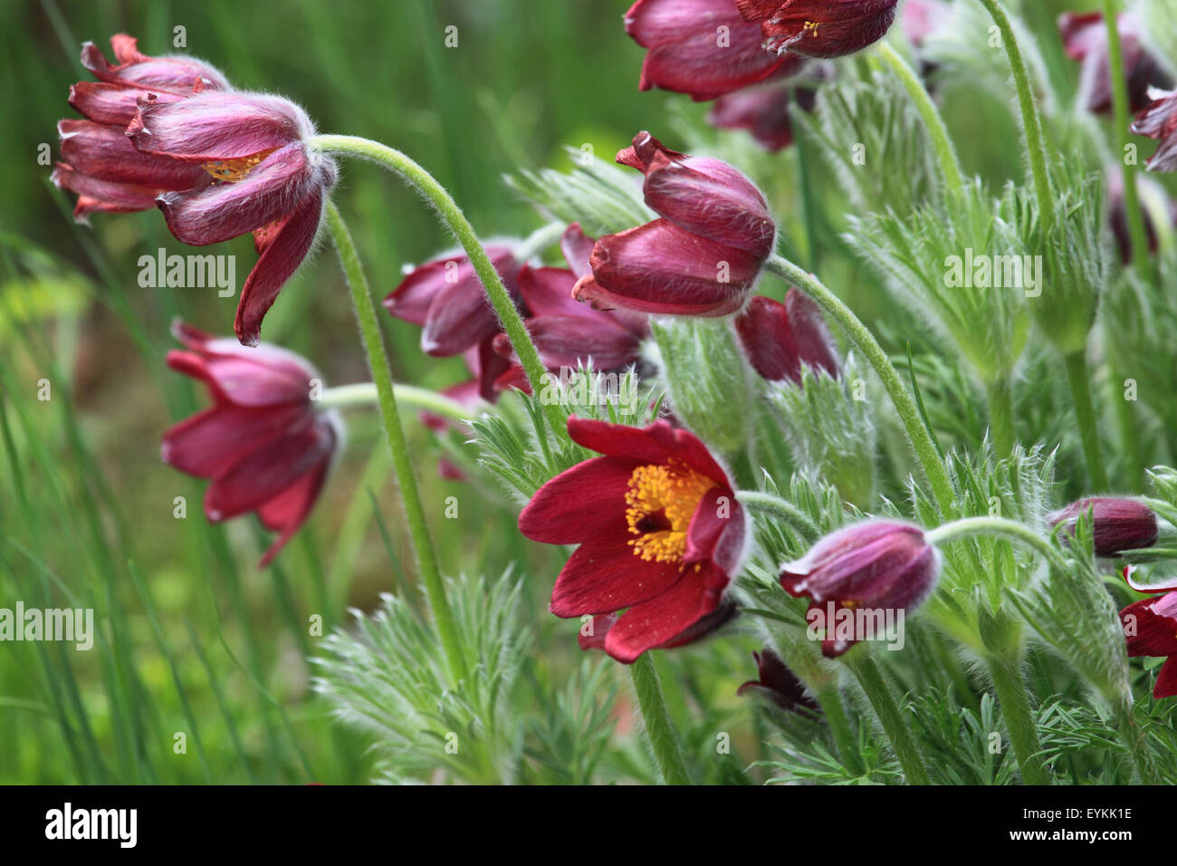 Culinary bells, Stock Photo