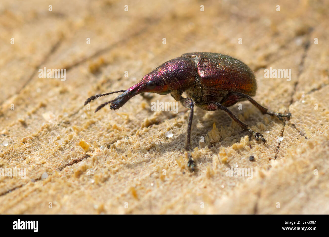 Weevil beetle (Curculionidae) demonstrates its sideview Stock Photo