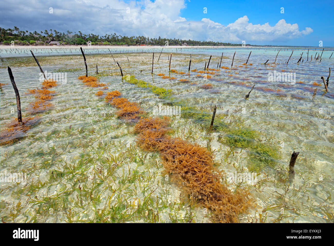 Seaweed farming in the clear coastal waters of Zanzibar island Stock Photo