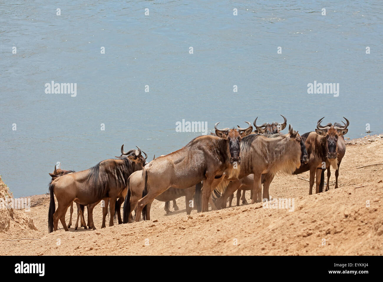 Migratory blue wildebeest (Connochaetes taurinus), Mara river, Masai Mara National Reserve, Kenya Stock Photo
