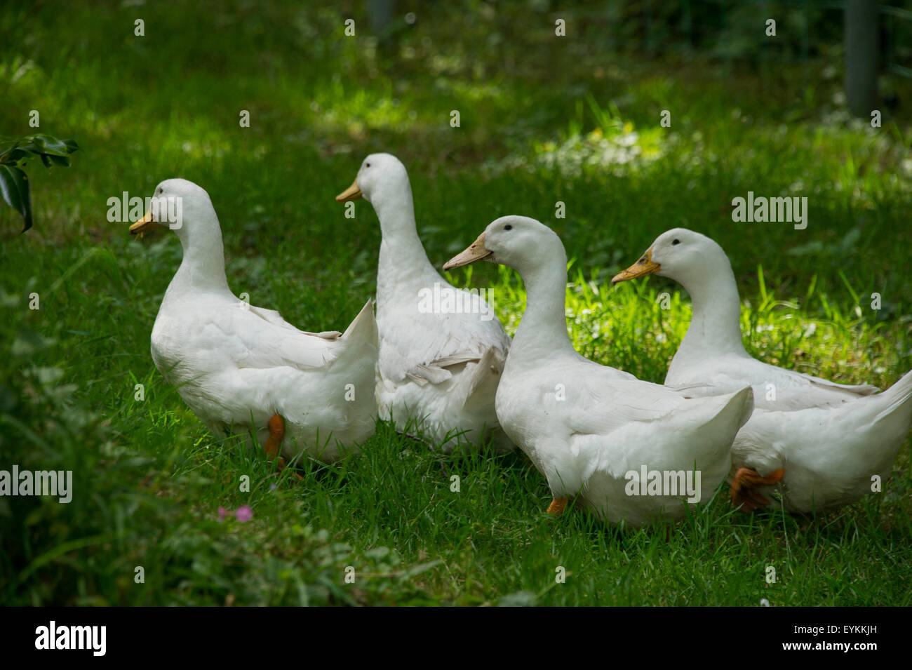 Domesticated white ducks in a Devonshire,UK garden,these birds are kept