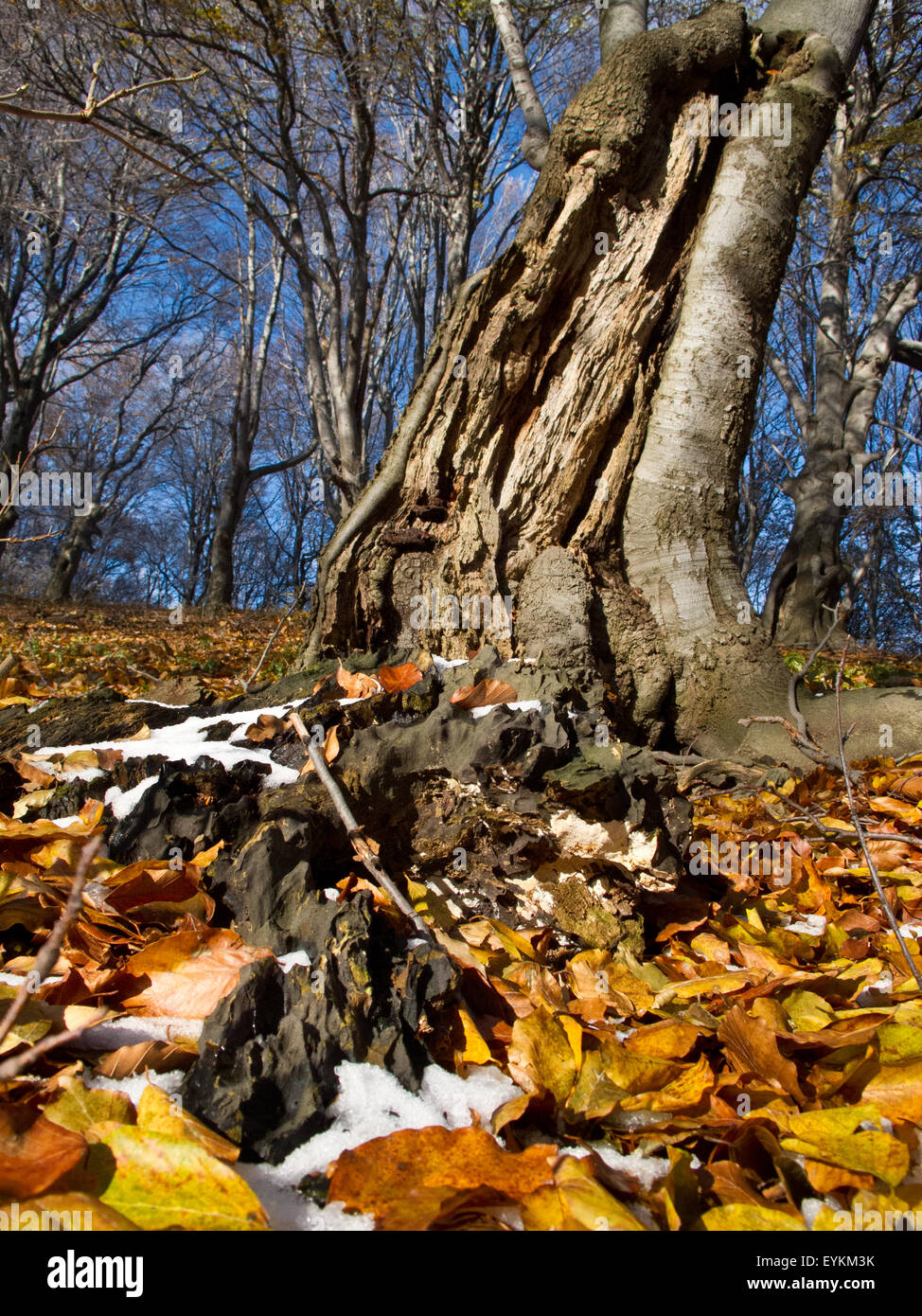 Misty Tree Branches In Bright Stock Photos & Misty Tree Branches In