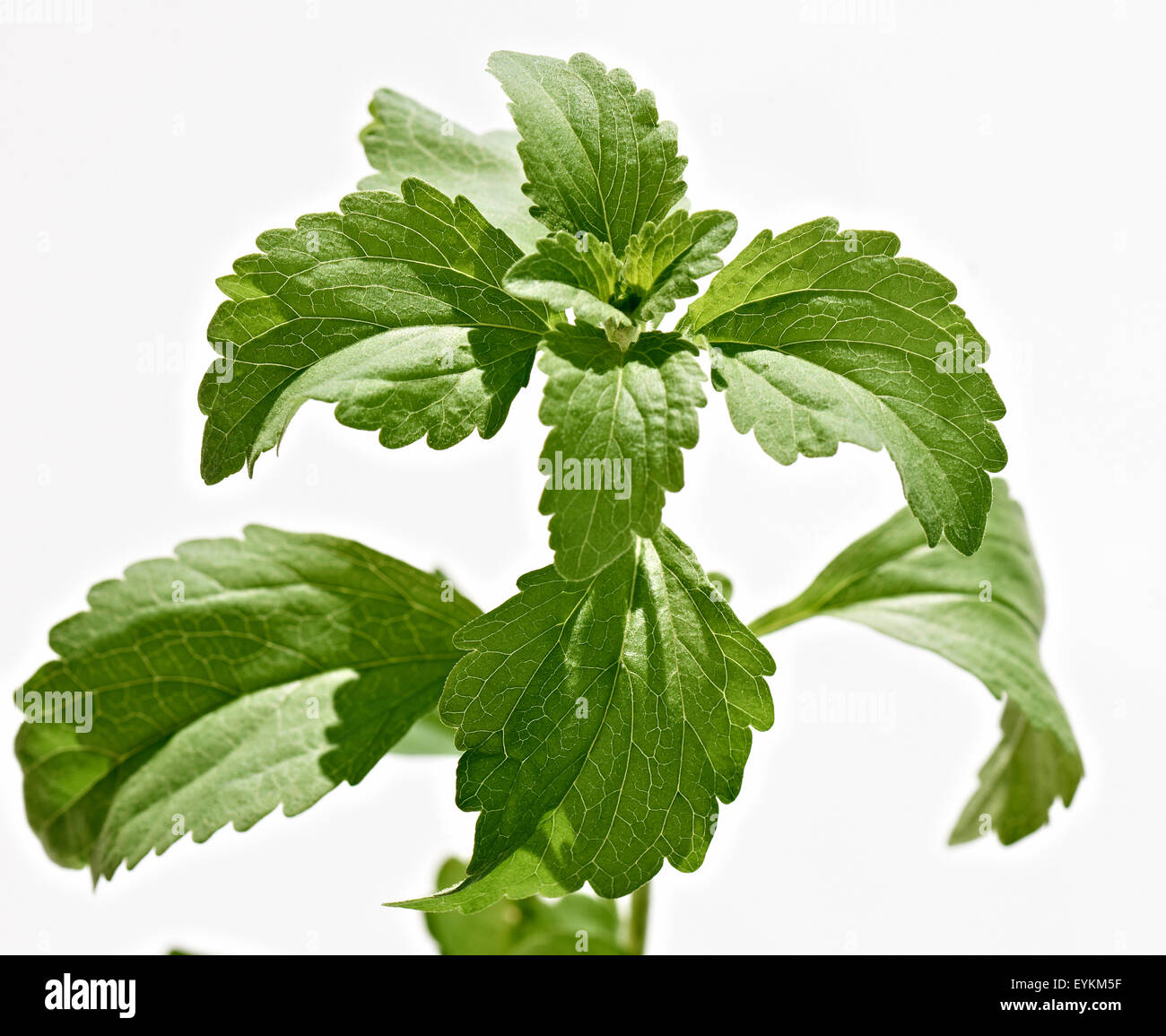 Stevia, leaves, branch, white ground, Stevia rebaudiana, sweet herb