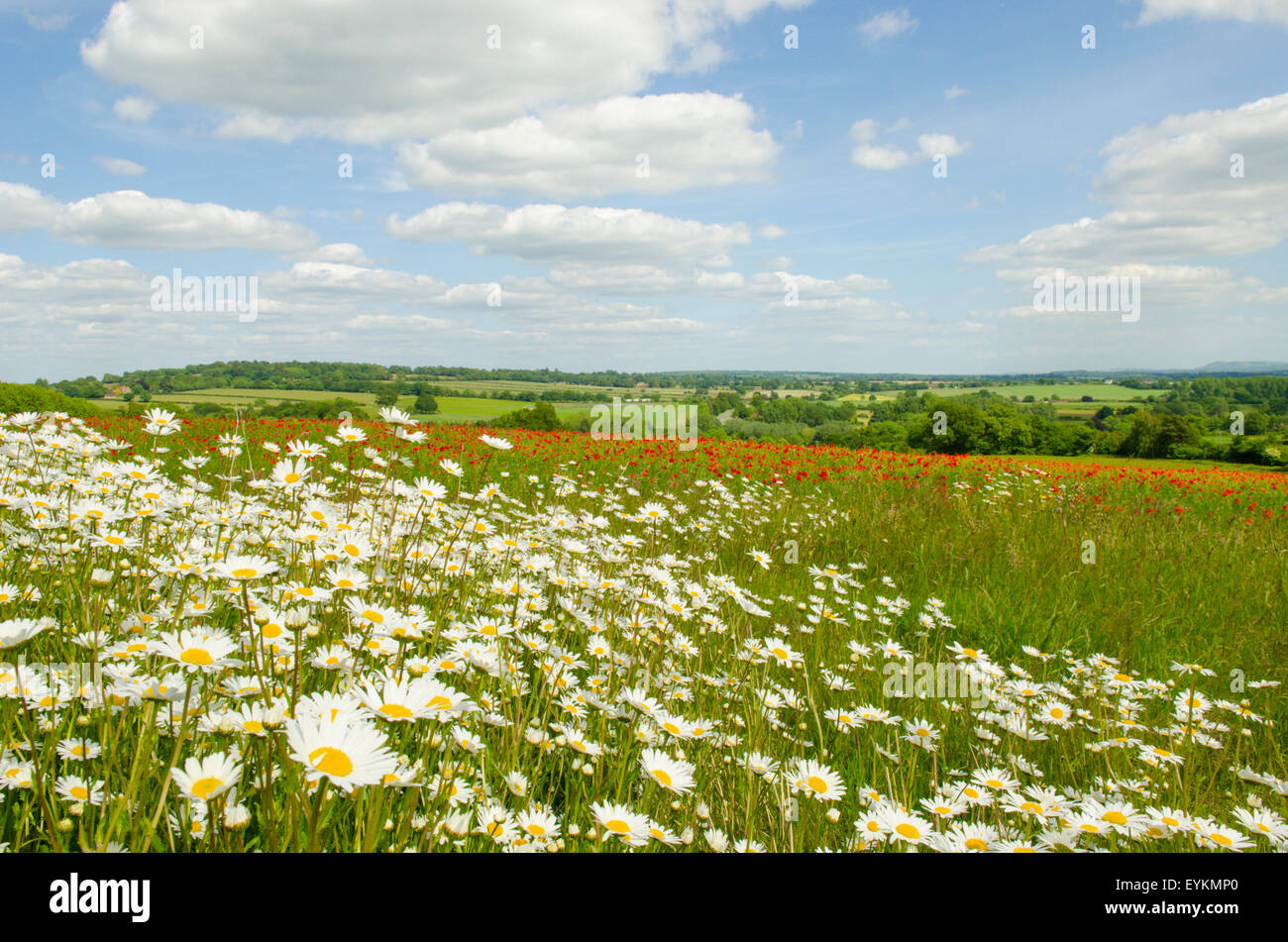Ox-eye Daisies [Leucanthemum vulgare] on near side of a field containing Common Poppies [Papaver rhoeas].  West Sussex June Stock Photo