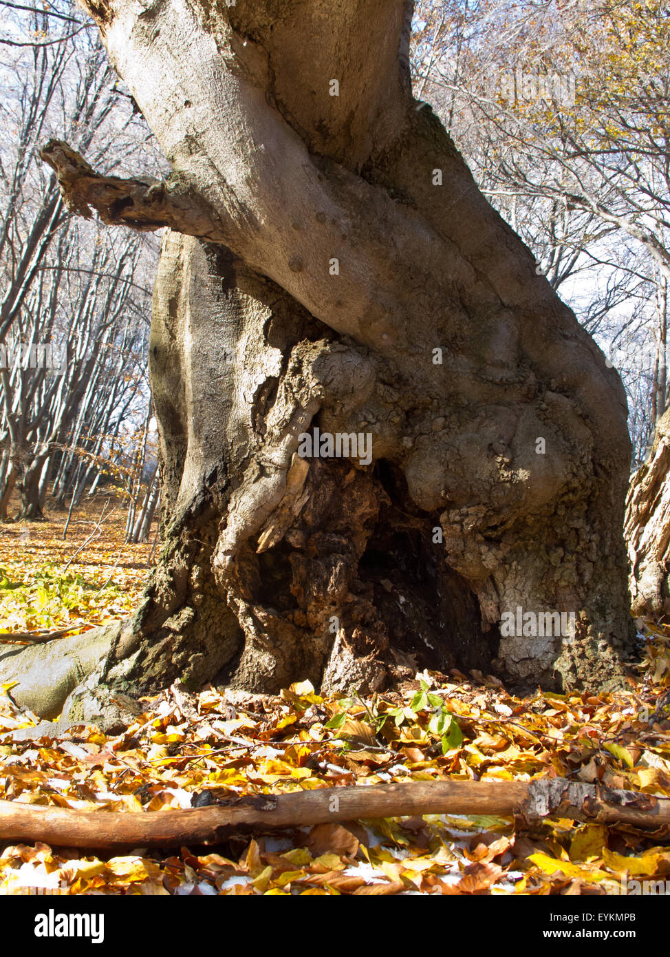 Misty tree in autumn colors Stock Photo - Alamy