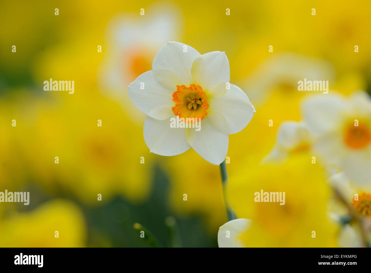 Narcissi, Narcissus Cultivars, blossom, Stock Photo