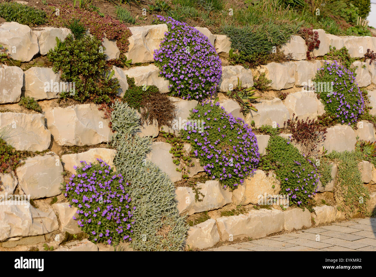 Blue cushions, Aubrieta gracilis, stone wall, blossoms, Stock Photo
