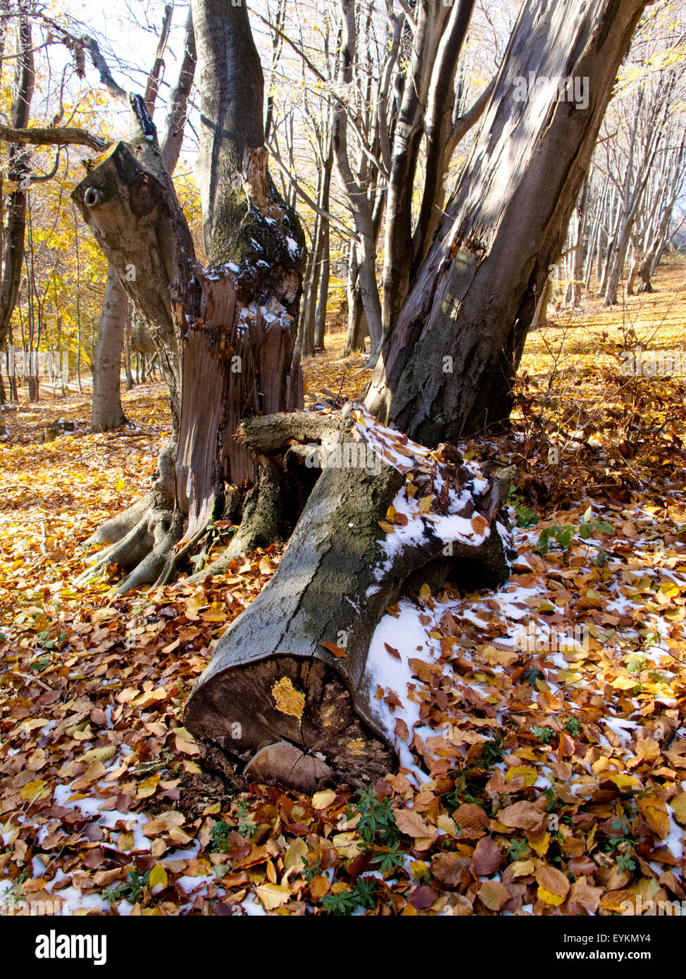 Misty tree in autumn colors Stock Photo - Alamy