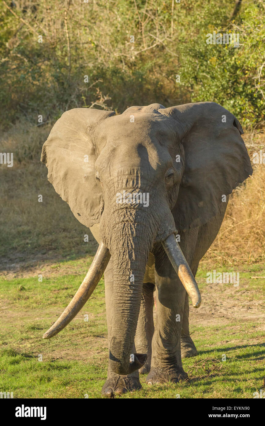 Long tusks Elephant Stock Photo Alamy