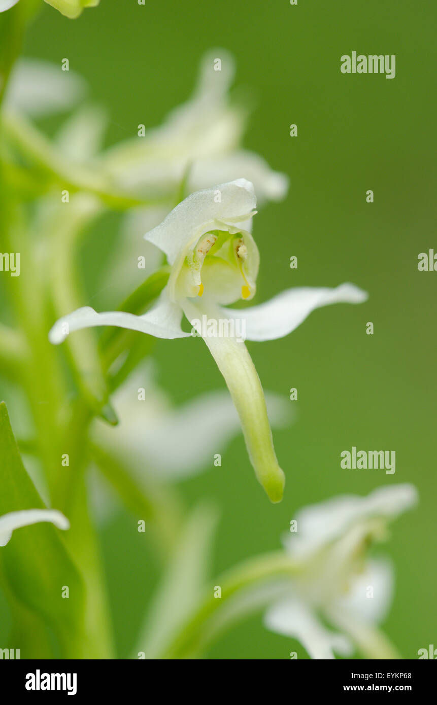 Greater Butterfly Orchid.  [Platanthera chlorantha] May. Sussex. Stock Photo