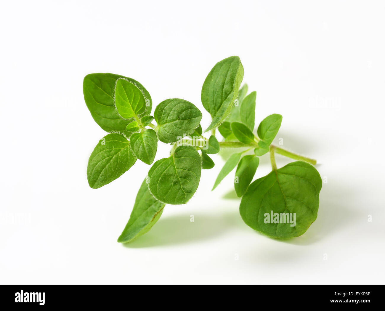 Oregano sprigs hires stock photography and images Alamy