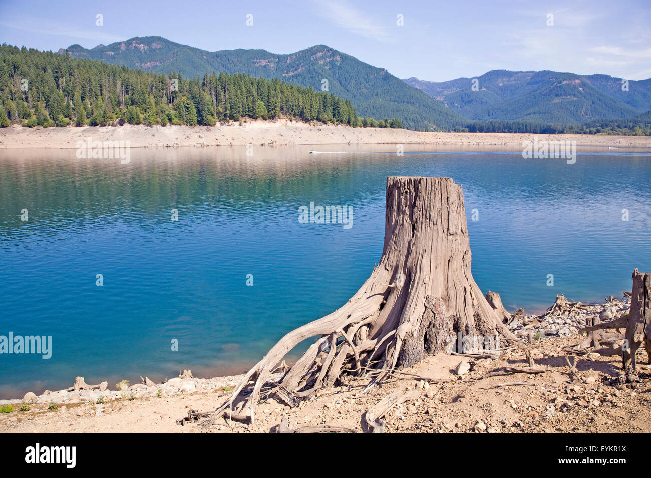 A lack of snow in the Cascade Mountains and general drought conditions throughout the region are the cause for dramatic declines in water levels for  many lakes and rivers in the Amermican Pacific Northwest. Shown here is Detroit lake, a large recreational reservoir east of Salem, Oregon.At this time of year, normally the stumps of this old cedar forest would be underwater. Detroit Lake's water level is more than 100 feet lower than normal. Stock Photo
