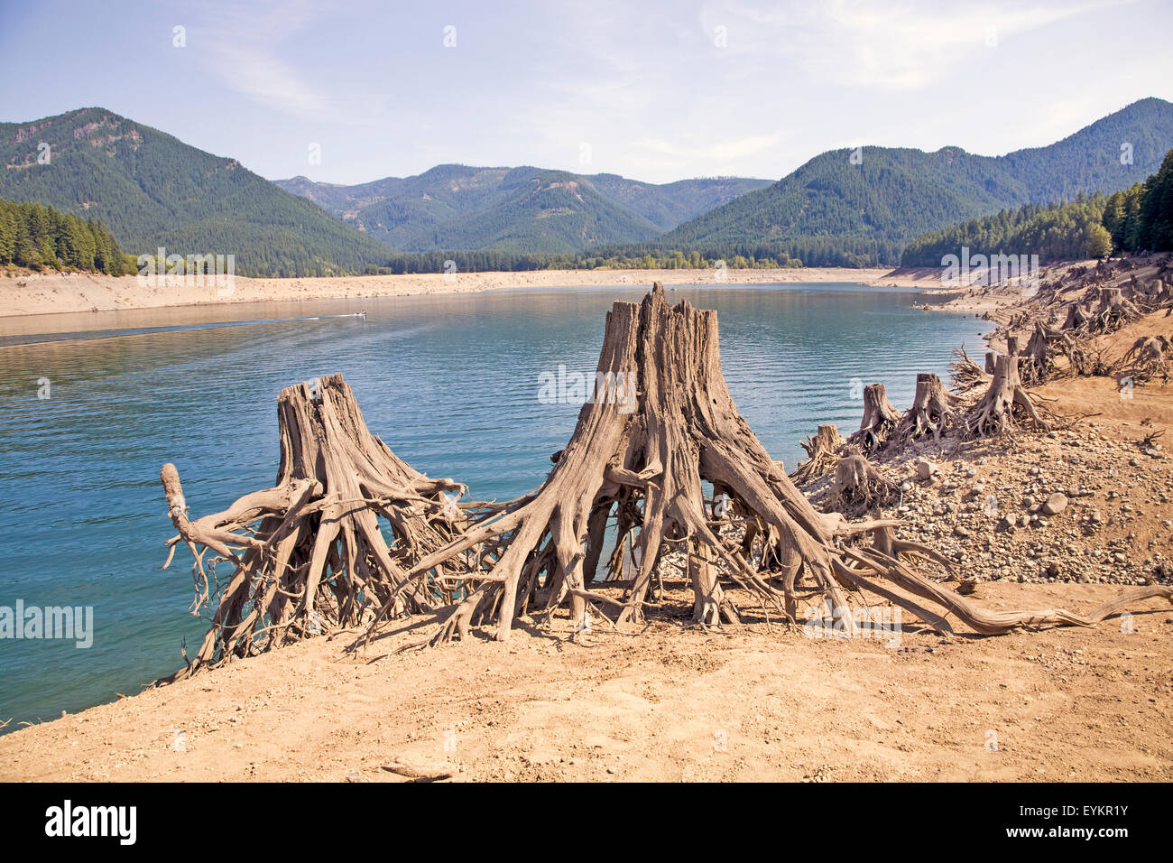 A lack of snow in the Cascade Mountains and general drought conditions throughout the region are the cause for dramatic declines in water levels for  many lakes and rivers in the Amermican Pacific Northwest. Shown here is Detroit lake, a large recreational reservoir east of Salem, Oregon. Normally the stumps of this old cedar forest would be underwater. Detroit Lake's water level is more than 100 feet lower than it uwsually is at this time of year. Stock Photo