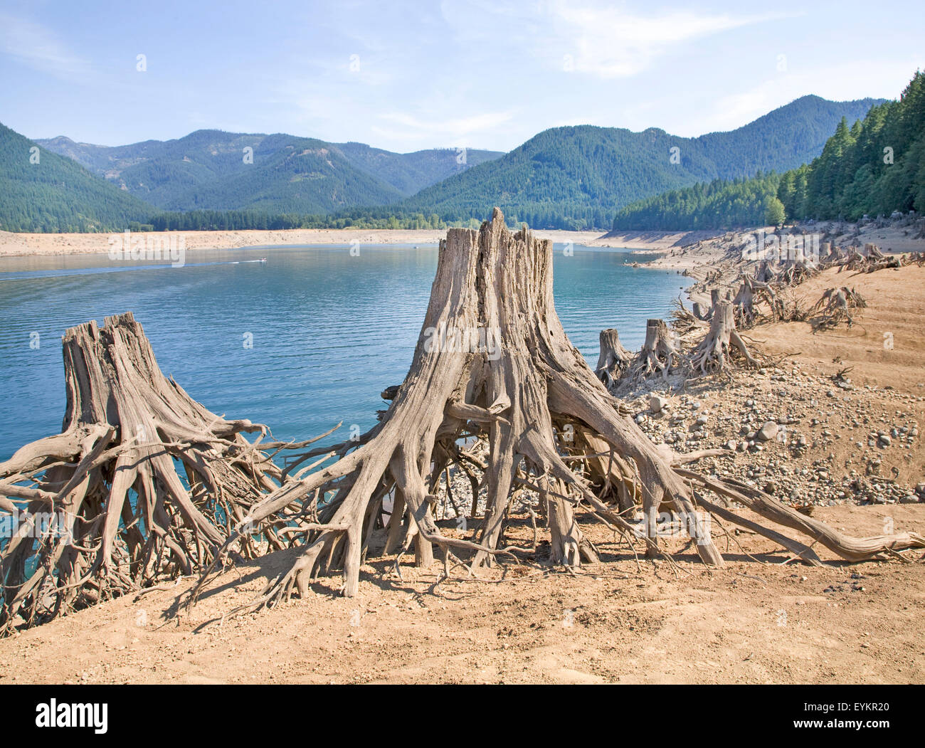 A lack of snow in the Cascade Mountains and general drought conditions throughout the region are the cause for dramatic declines in water levels for  many lakes and rivers in the Amermican Pacific Northwest. Shown here is Detroit lake, a large recreational reservoir east of Salem, Oregon.At this time of year, normally the stumps of this old cedar forest would be underwater. Detroit Lake's water level is more than 100 feet lower than normal. Stock Photo