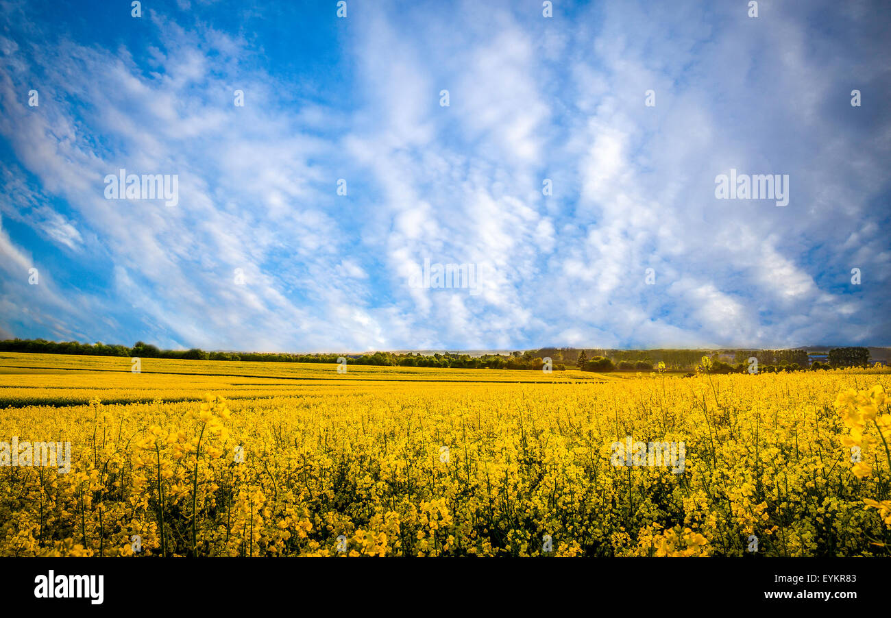 Yellow rapeseed field, blue sky and white clouds somewhere in the country Stock Photo