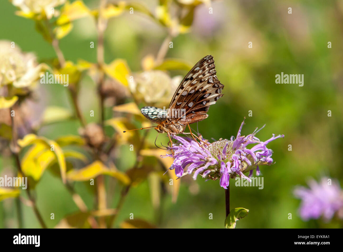 Butterfly on a flower. Stock Photo