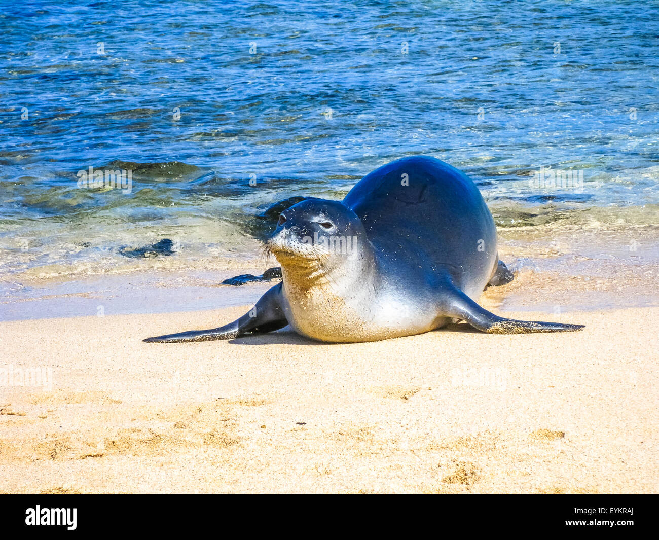 Seal on beach Stock Photo Alamy