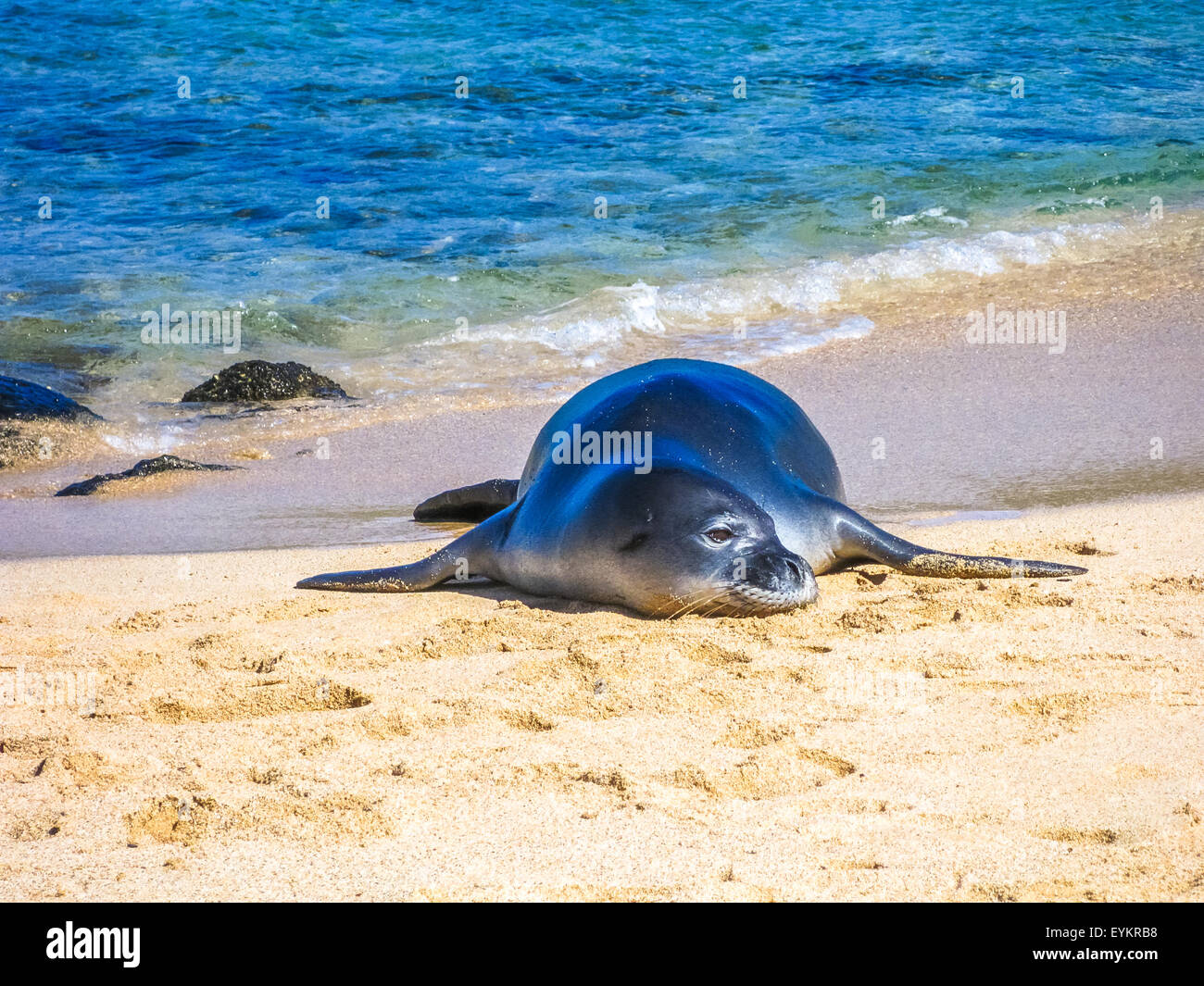 Seal on beach Stock Photo Alamy