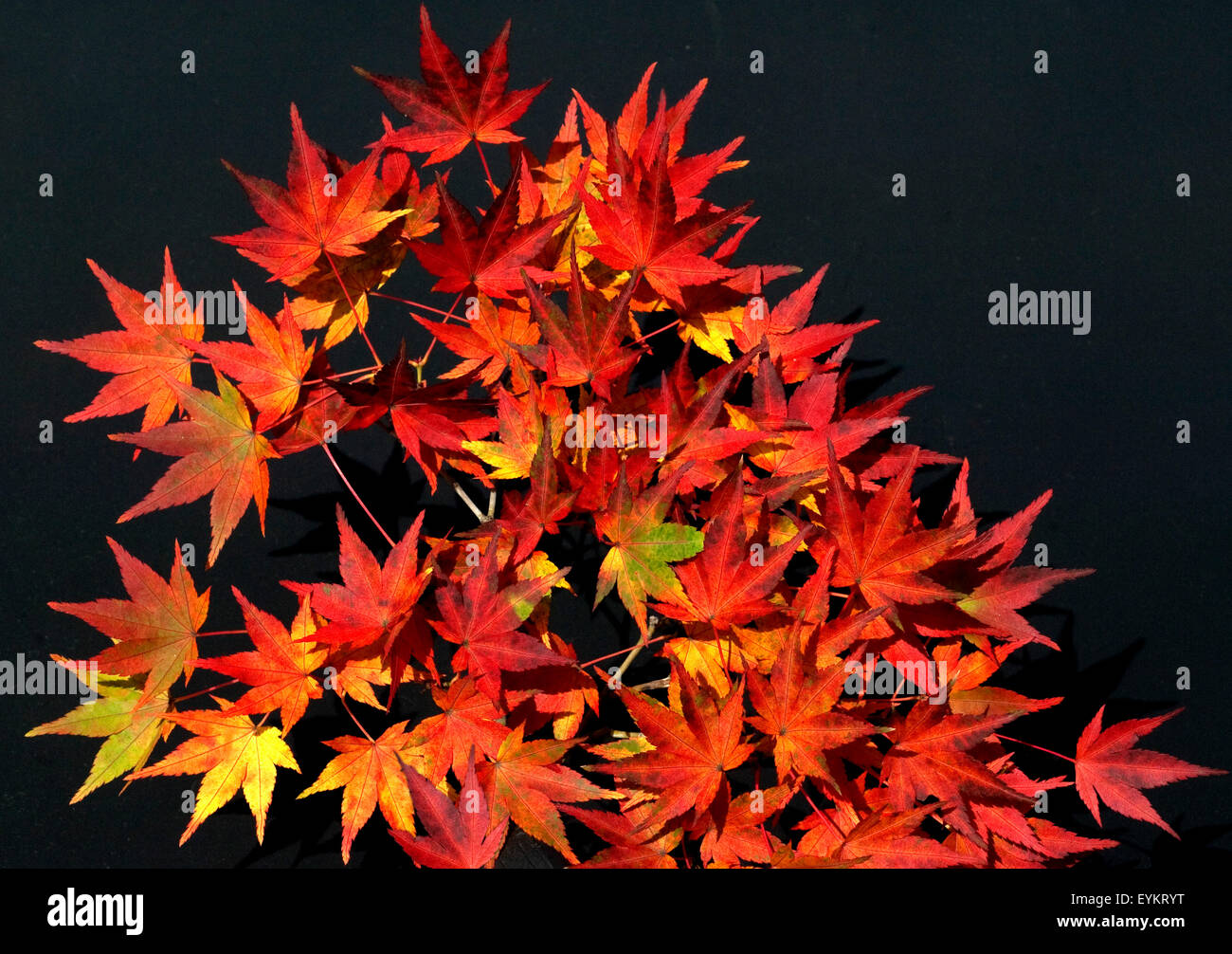 Faecherahorn, Herbst Stock Photo