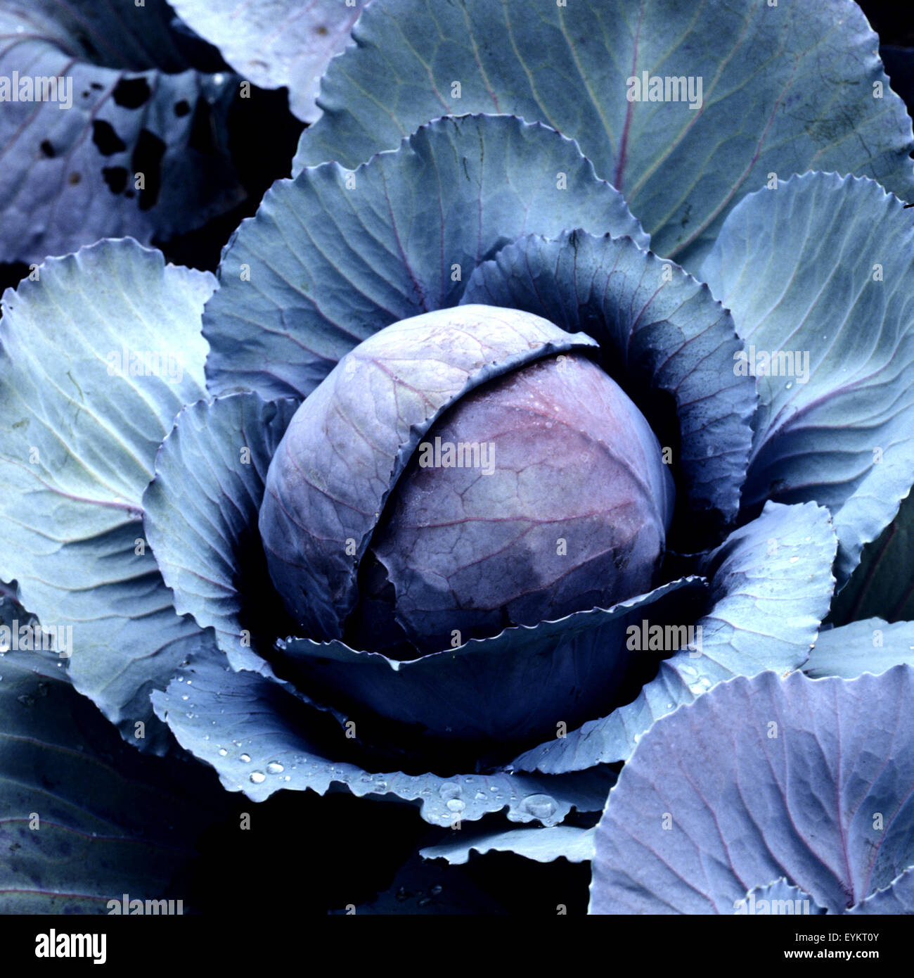 Rotkohl, Brassica oleracea var. Capitata, Rotkraut, Blaukraut Stock ...
