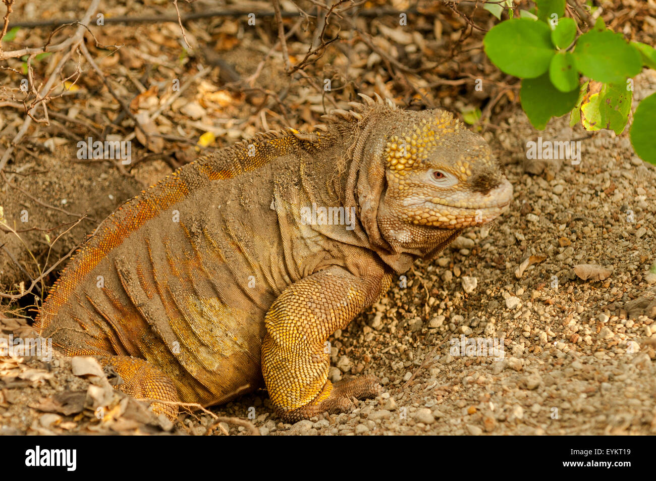 Conolophus subcristatus, Land Iguana at Urbina Bay, Isabela Island