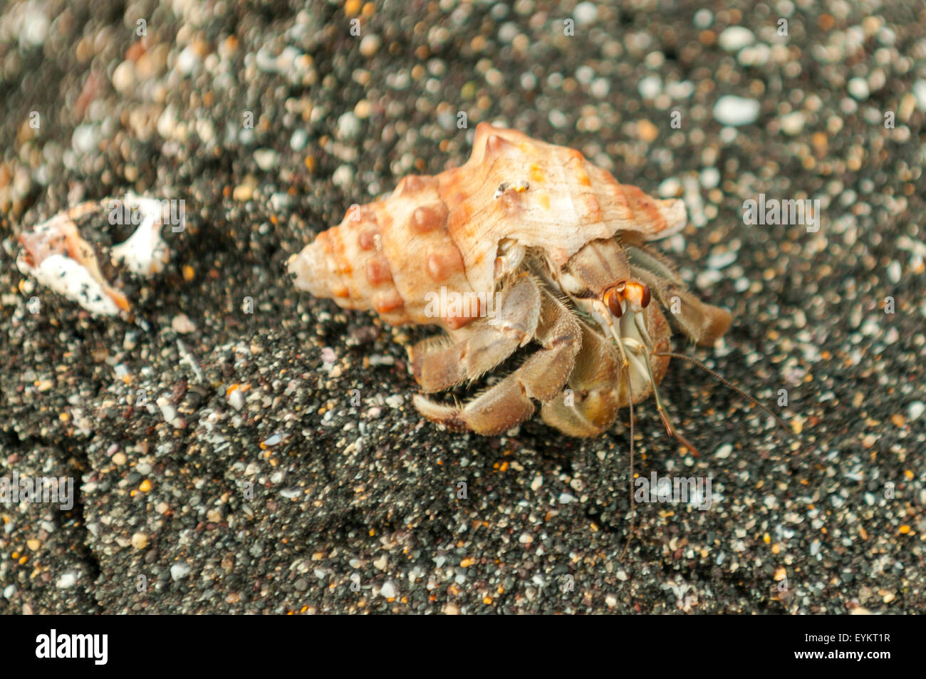Coenobita clypeatus, Hermit Crab at Urbina Bay, Isabela Island, Galapagos Islands, Ecuador Stock Photo