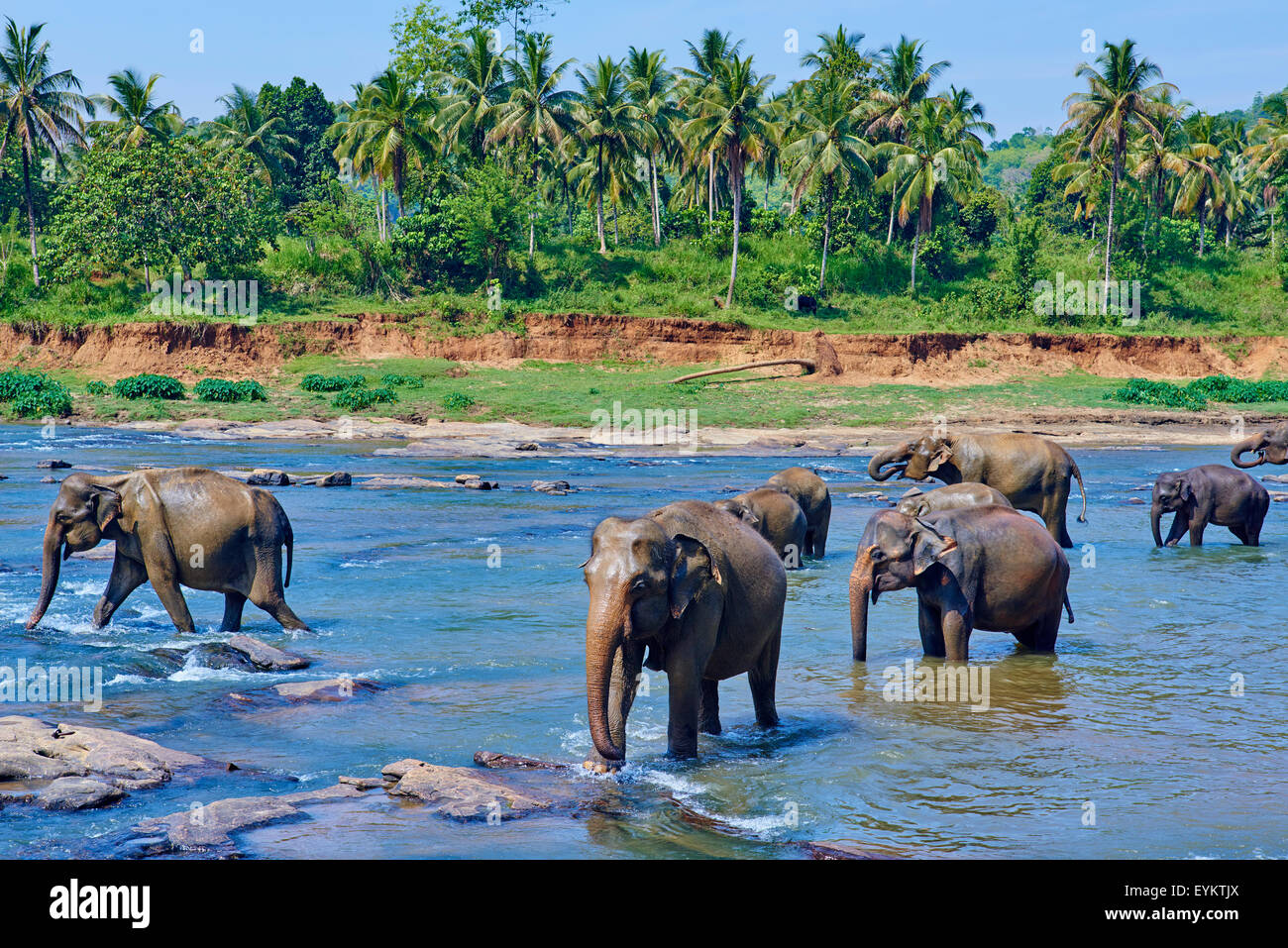 Kandy sri lanka elephant hi-res stock photography and images - Alamy