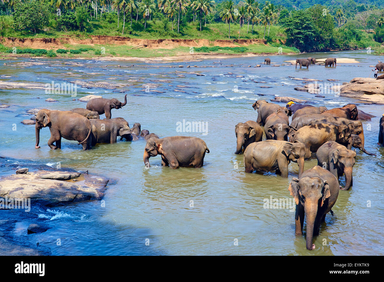 Sri Lanka, Ceylon, North Central Province, Pinnawela elephant orphanage, elephant bath Stock Photo