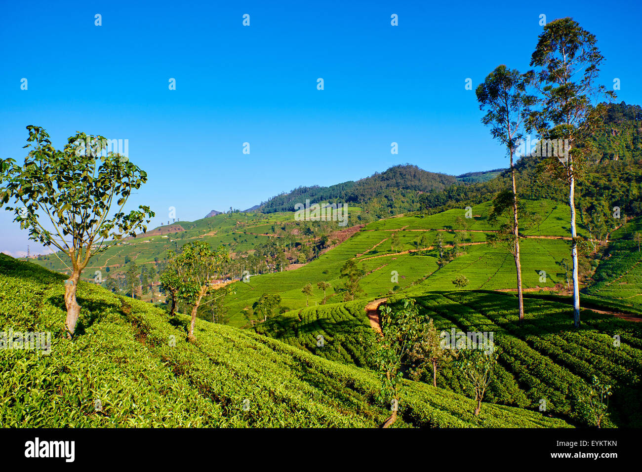 Ceylon tea plantation hires stock photography and images Alamy