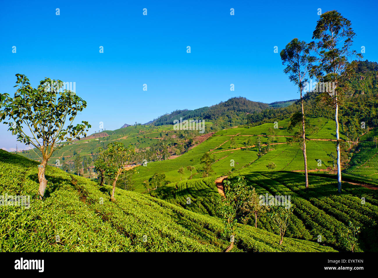 Sri Lanka, Ceylon, Central Province, Nuwara Eliya, tea plantation in the Highlands Stock Photo