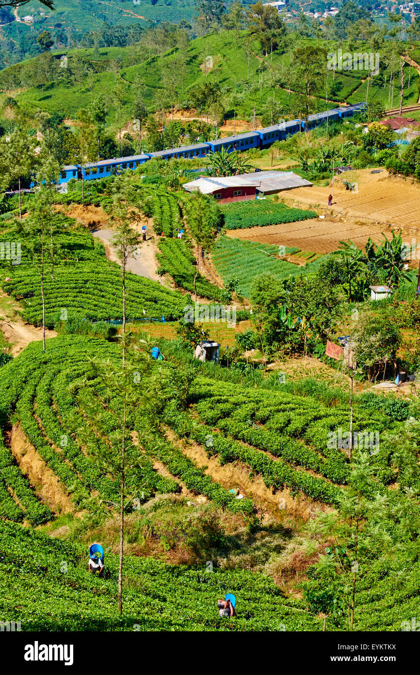 nuwara eliya mature women personals Sri lanka's free classified ads network post free ads, buy, sell, find - cars, flats, apartments, houses, jobs, mobile phones, electronics, property. nuwara eliya mature women personals Sri lanka's free classified ads network post free ads, buy, sell, find - cars, flats, apartments, houses, jobs, mobile phones, electronics, property.
