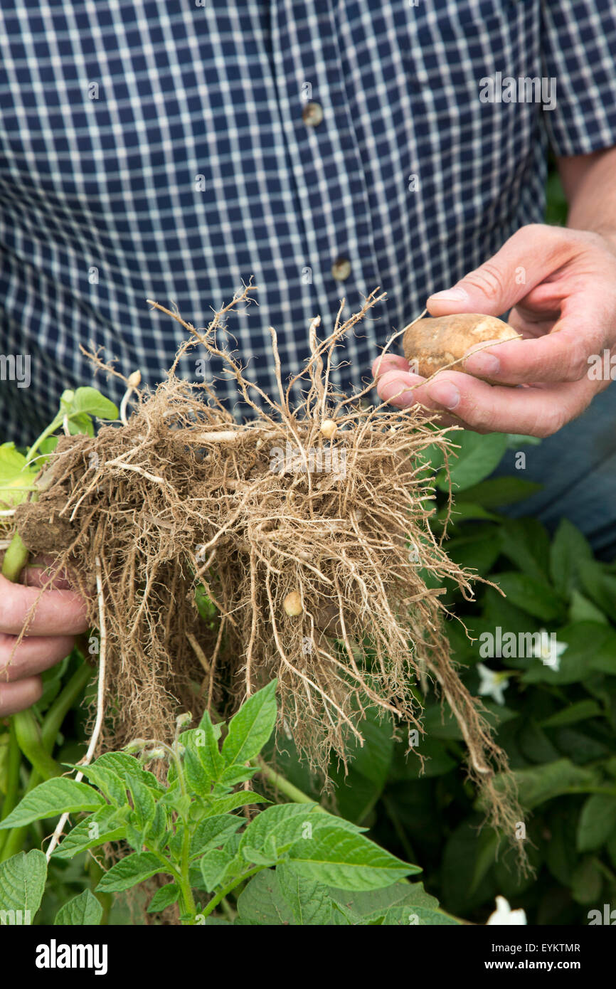 Shelley, Idaho - Potato farmer Bryan Searle examines the growth of potatoes on his farm. Stock Photo
