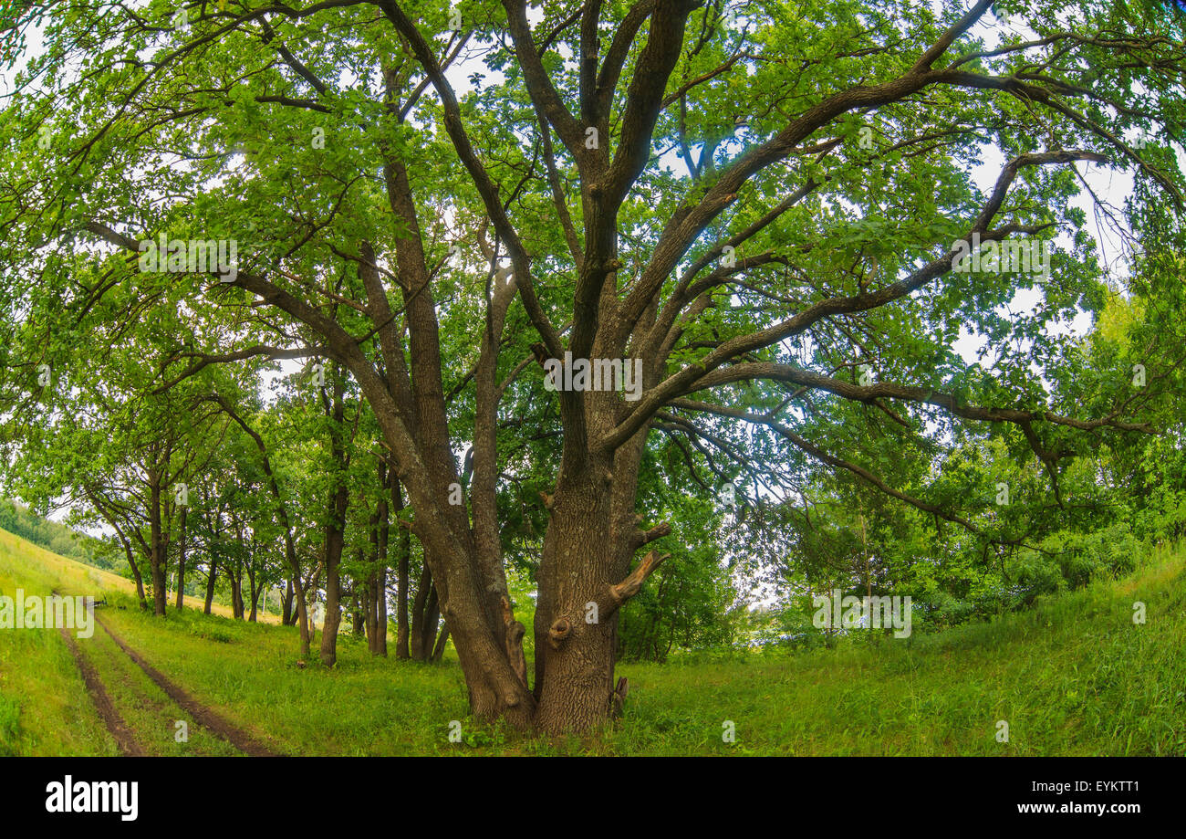 Russian landscape green oak forest old branches broad nature Stock