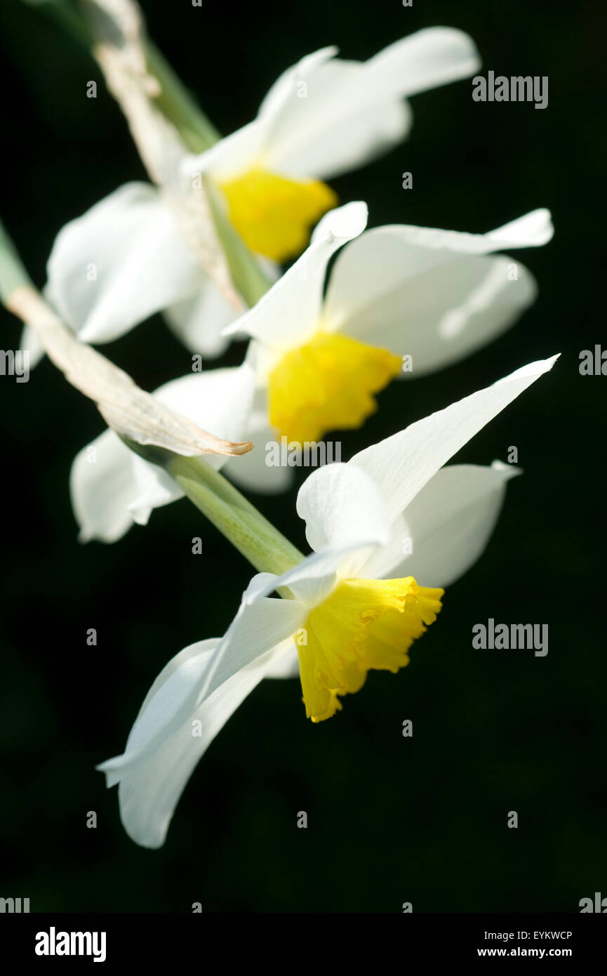 A group of small cupped daffodils Stock Photo