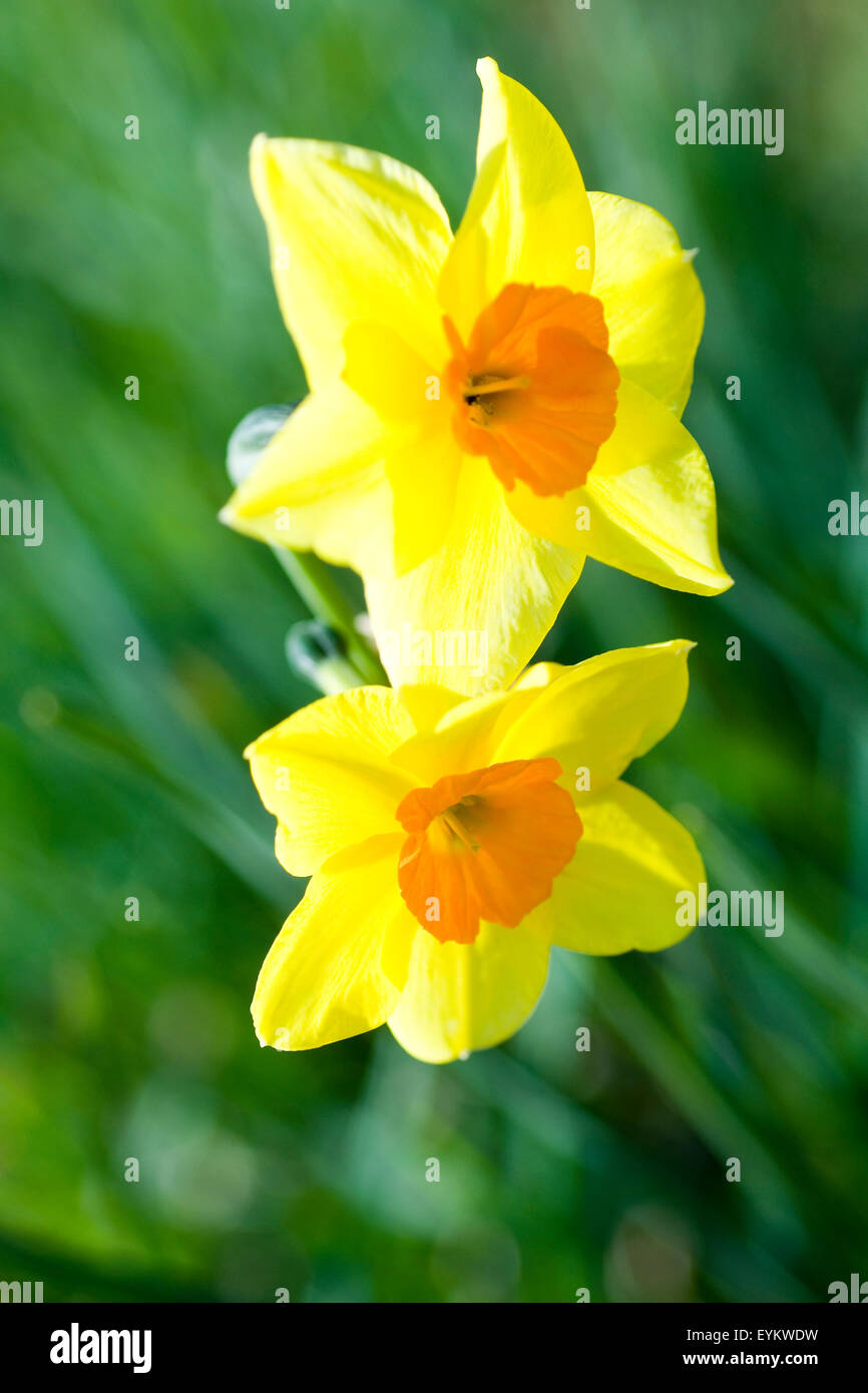 Yellow Daffodils in Spring. Stock Photo