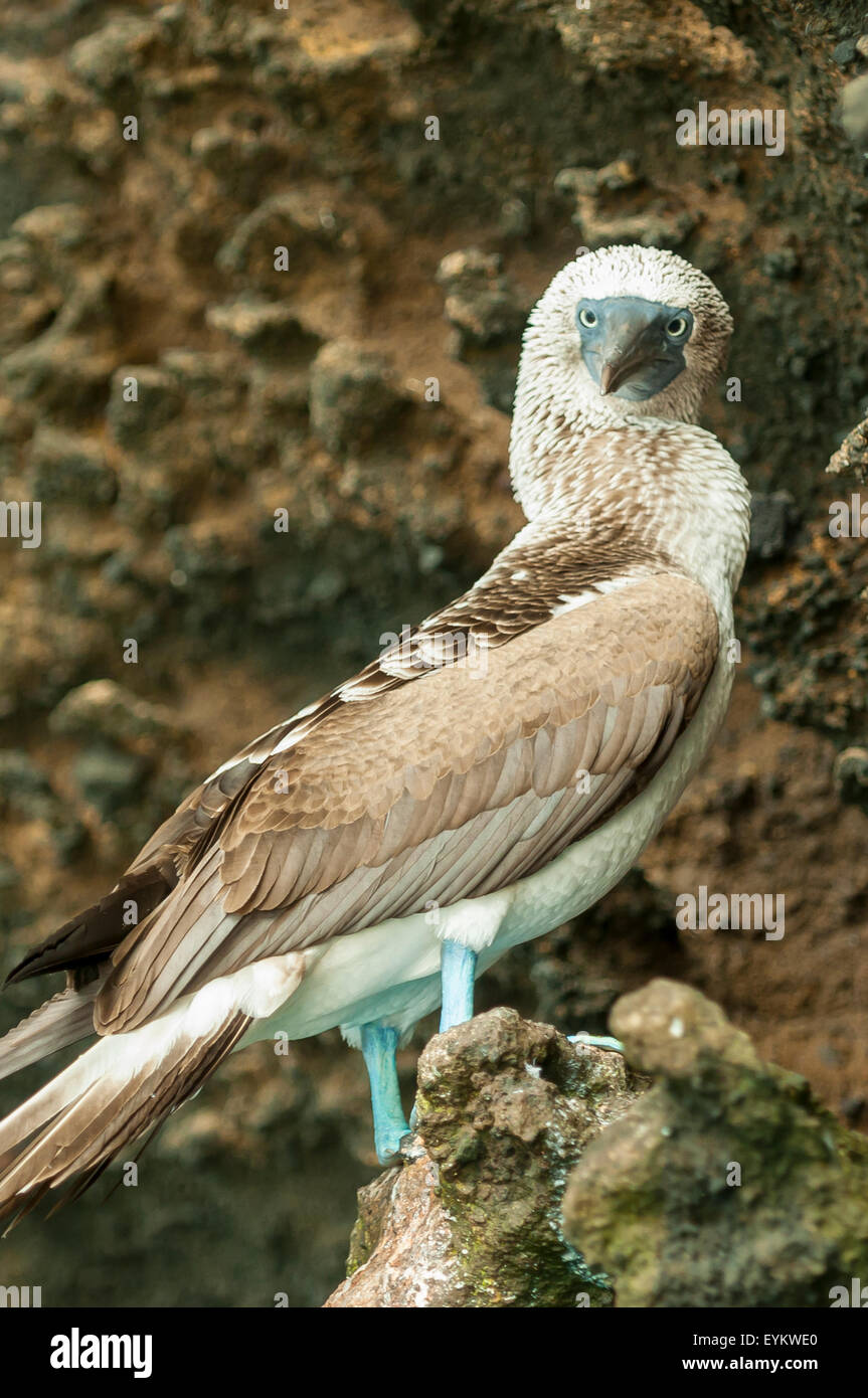 Sula nebouxii, Blue-footed Booby, Isabela Island, Galapagos Islands, Ecuador Stock Photo