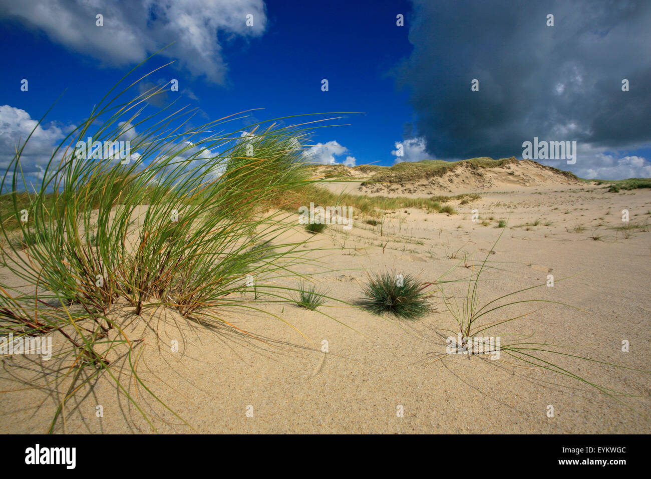 Blauschwingelgras hi-res stock photography and images - Alamy