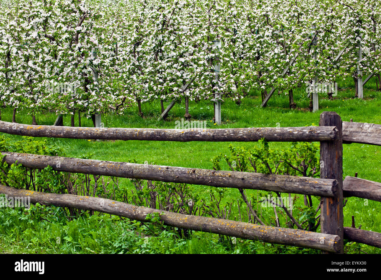 Apple tree blossom Stock Photo - Alamy