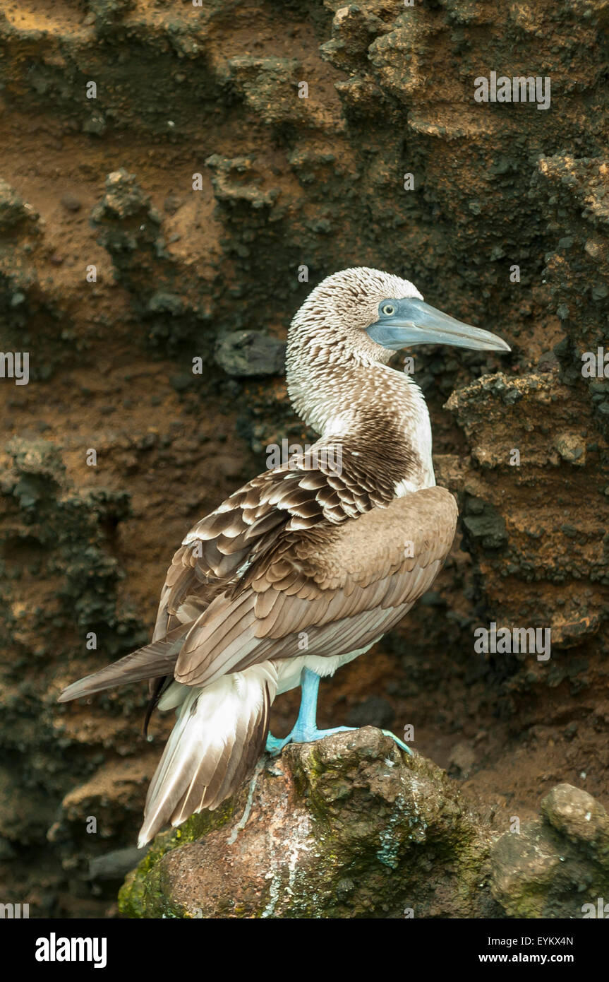 Sula nebouxii, Blue-footed Booby, Isabela Island, Galapagos Islands, Ecuador Stock Photo