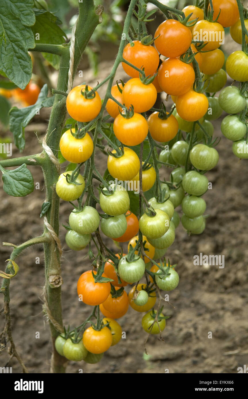 Wildtomate Dolce Vita; Tomaten; Lycopersicon esculentum Stock Photo
