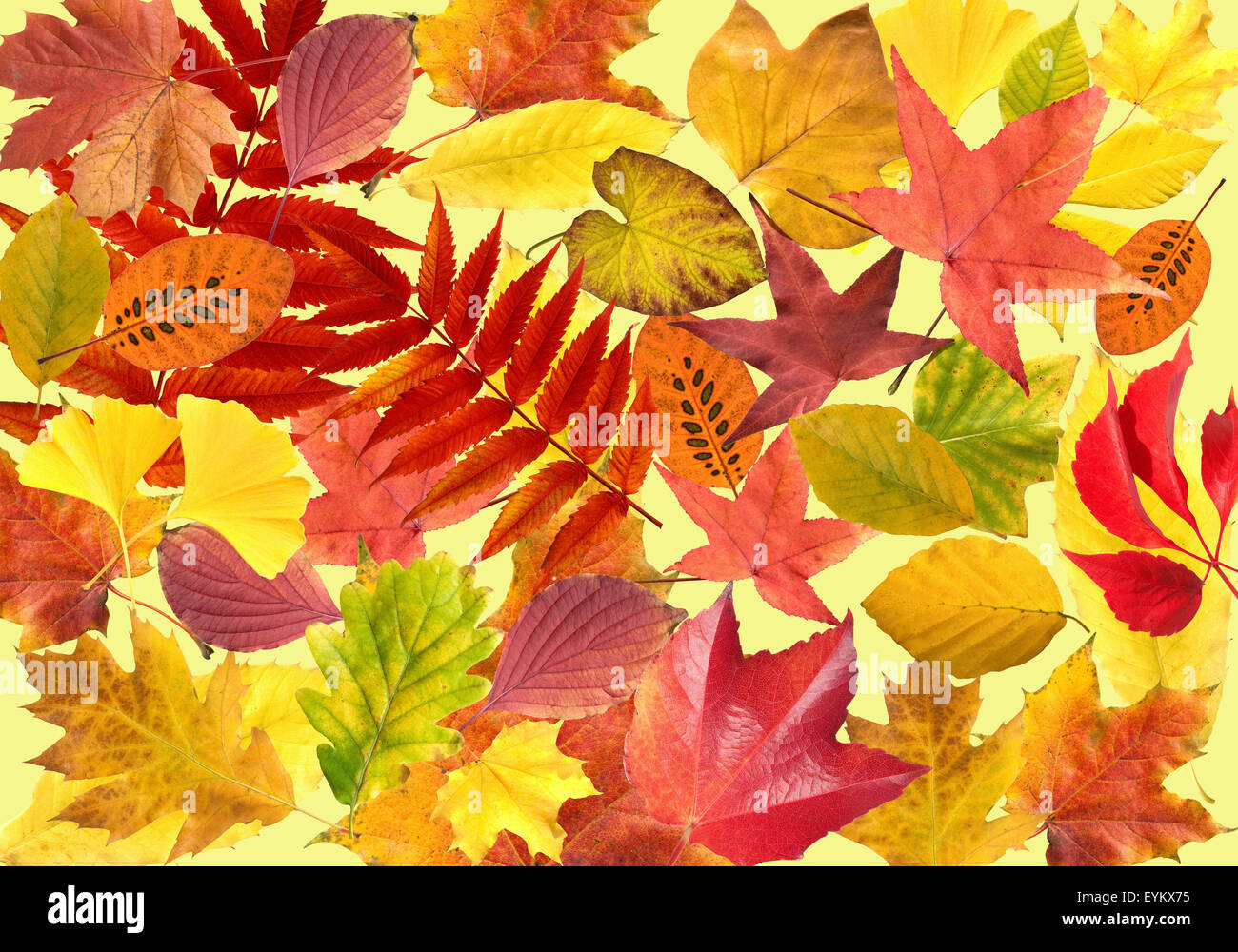Herbstblaetter; bunt, leuchtend, Stock Photo