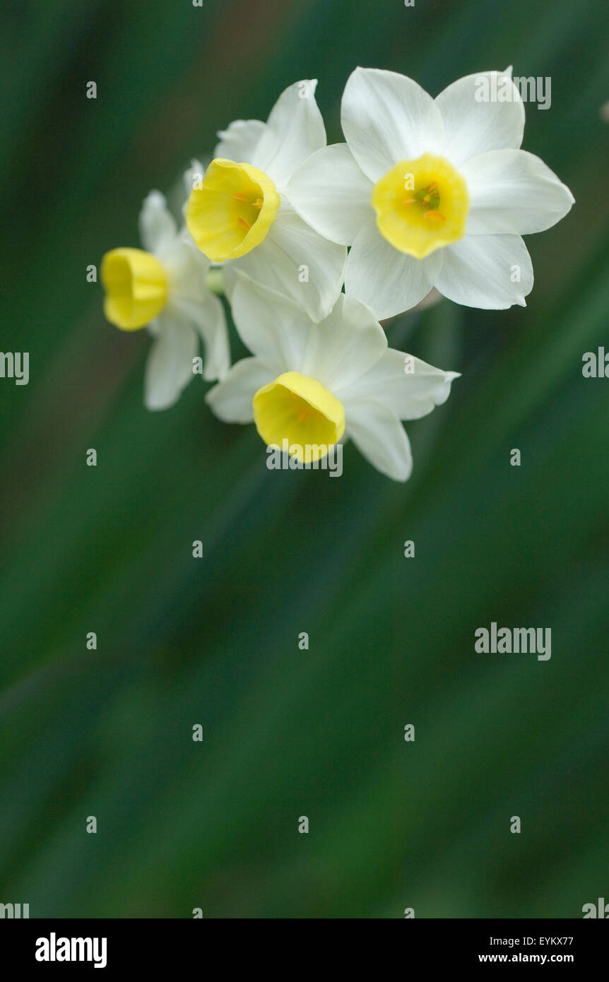 daffodils, early spring, small cupped, white with yellow centres, Stock Photo