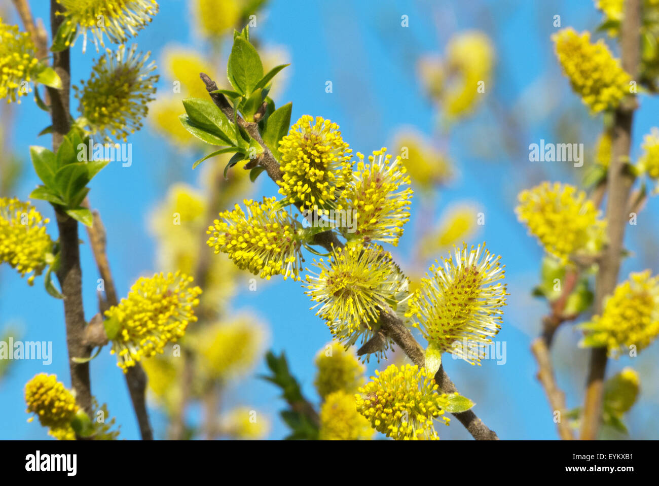 Ear pasture, blossoming, Salix aurita, close-up, Stock Photo