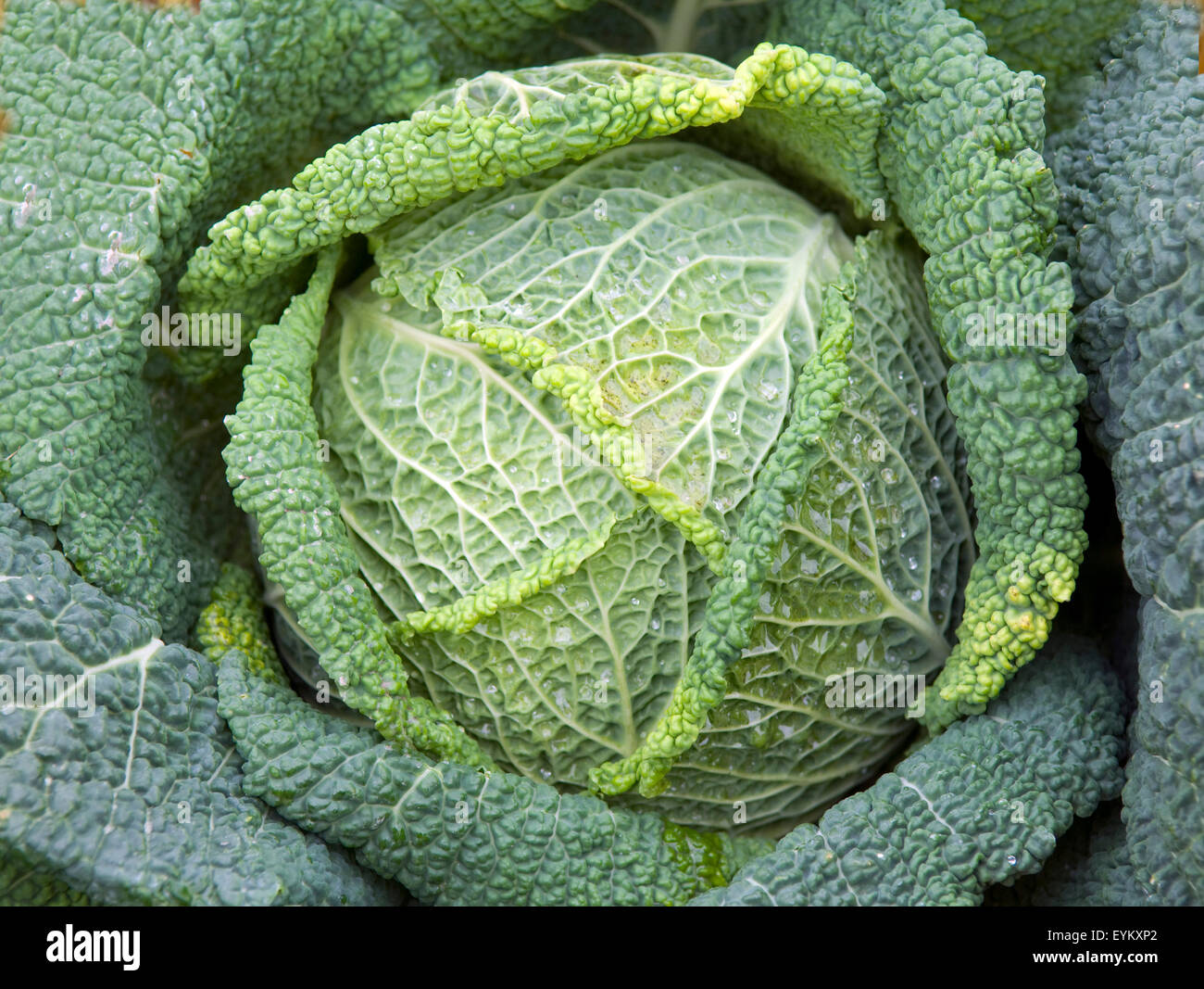 Wirsing, Brassica oleracea var sabauda, Kohl, Brassica oleracea Stock Photo Alamy