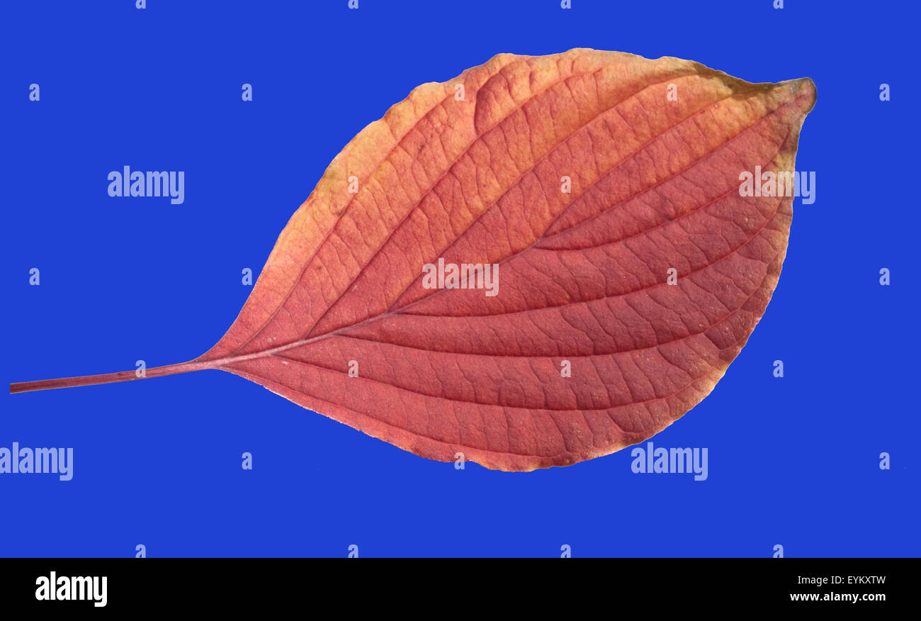 Hartriegel Stock Photos Hartriegel Stock Images Alamy