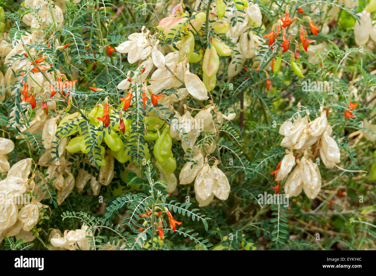 Sutherlandia, medicinal plants against cancer, Stock Photo
